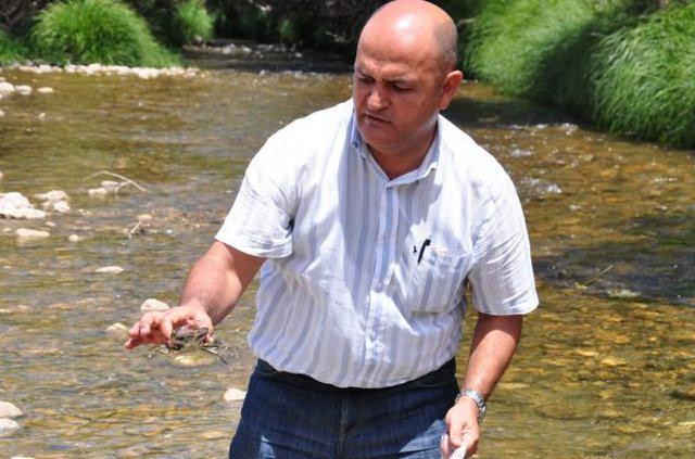 <p>İrili ufaklı milyonlarca balık, çayın derin bölgelerinde birikirken birçoğu da kıyıya vurdu. Lokal bölgelerde yaşayan yengeçlerin bile ölmesi, doğa katliamının en büyük göstergesi oldu.</p>
<p> </p>