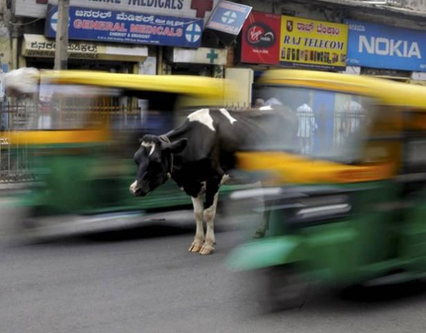 <p>Yol ortasındaki trafiğe aldırış etmeden kendi halinde dolaşan inek</p>

<p>Bengaluru / Hindistan</p>
