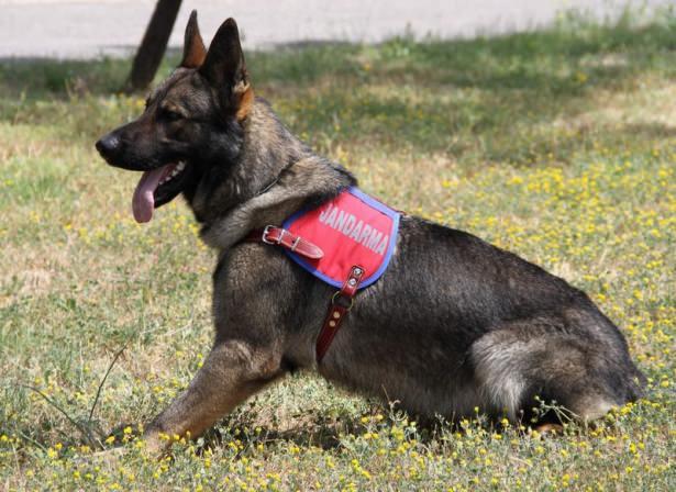 <p>Saldırganlık, dayanıklılık ve eğitilebilirlik özellikleriyle öne çıkan Alman Çoban Köpeği, Belçika Malinois, Labrador Retriever, Golden Retriever ve Alman Pointer cinsi köpekler burada doğumlarının ardından 8 hafta boyunca anneleri ile eğitim gördükten sonra 12 hafta sosyalizasyon, 12 hafta grup özelliğine yönelik eğitim ve sonrasında ise 20 hafta boyunca branş eğitimi alıyor.</p>
