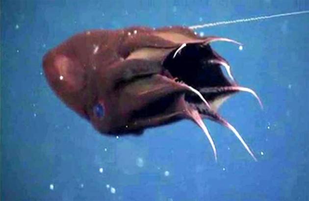 Vampyroteuthis Infernalis: İsminin anlamı "cehennemden gelen vampir" olan bu kalamar, içini dışına çevirerek kendisini bir top haline getirip fosforlu organlarını yavaş yavaş kısıyor ve sanki birden uzaklaşmış gibi bir izlenim oluştuyor. Mürekkep yerine parlayan partiküller içeren bir çeşit mukus fırlatıyor.