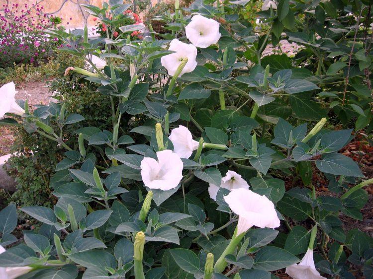 <p><strong>Egzamayı</strong> tedavi eder.</p>

