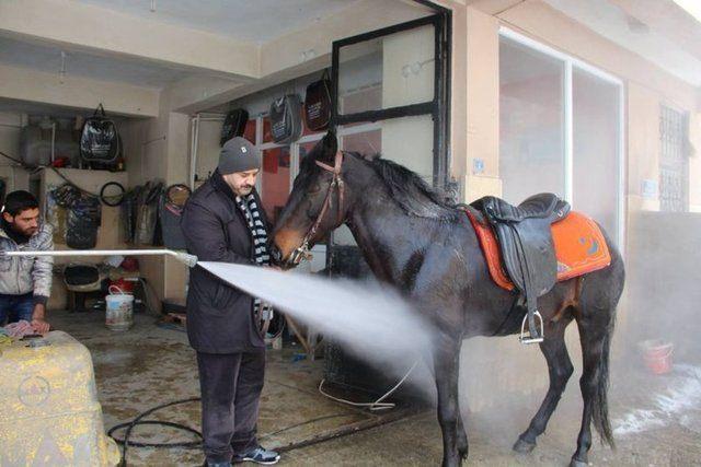 <p>Erzurum Oltu'da yıllardır at biniciliği yapan Ergunhan Musaoğlu'nun karda bindiği atın ayakları hamlayınca ilginç bir yöntem uyguladı. </p>
<p> </p>
<ul>
</ul>
<ul>
</ul>