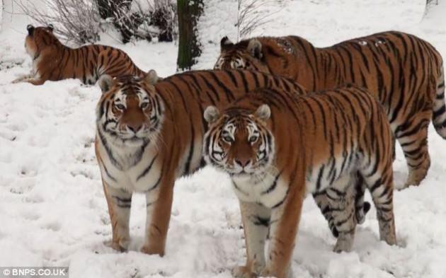 <p>Daha sonra park görevliler kamerayı alarak çekilen görüntüleri izledi.</p>