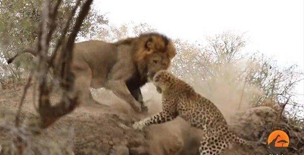 <p>Başına geleceklerden habersiz olan leopara sinsice yaklaşan aslanın o anları işte böyle görüntülendi.</p>
<p> </p>