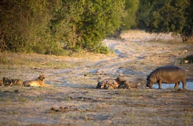 <p>Botsvana Chobe Nehri üzerinde çekilen bu görüntüler alışılmışın dışında bir aslan su aygırı profili çiziyor.</p>

<p> </p>
