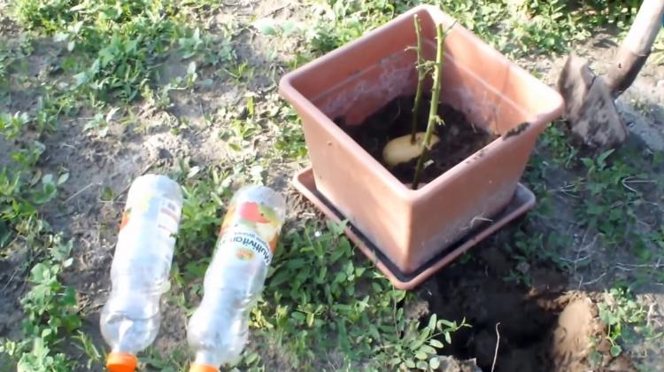 <p>Sapı kırmamaya özen göstererek üzerine yeniden toprak doldurdu</p>
