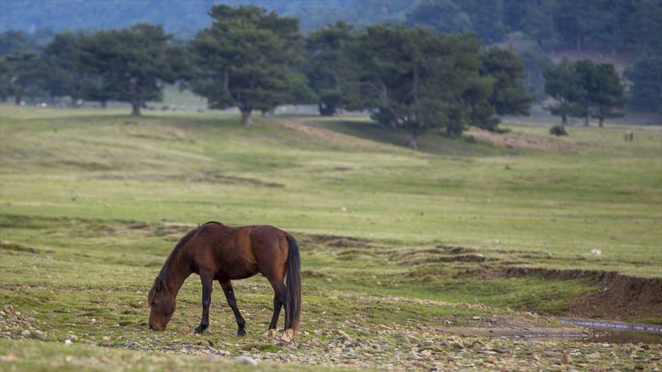 <p>Ova müsait, çayır, çimen ve otlarla besleniyorlar. Koşarken sakatlanarak veya birbiriyle kavga ederken ölen oluyor. Sayıları tahminimize göre 400 civarında. Her yıl turistik ziyaretler oluyor. </p>