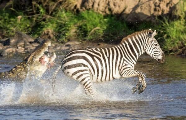 <p>Timsah tarafından yakalanan zebra, av olmak yerine timsaha direndi ve elinden kurtulmayı başardı.</p>

<p> </p>
