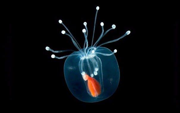 <p>Hydromedusa</p>
