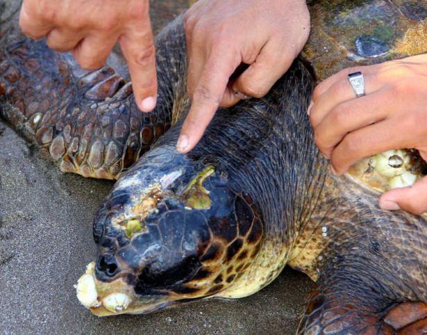 <div>Gittikleri yerde bir deniz kaplumbağasının yaralı olduğunu ve yüzmekte zorlandığını gören vatandaşlar, çevredekilerin de yardımıyla caretta carettayı karaya çıkarttı.</div>

<div> </div>
