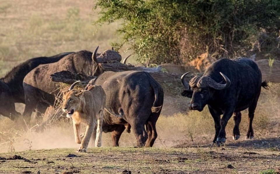 <p>İşte bu aslanlar da, bir buffalo sürüsünün ortasında tek başına kaldığında, başlarına neler gelebileceğini çok iyi bilen iki kral.</p>
<p> </p>