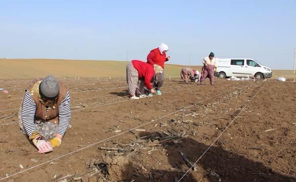 <p>Kuraklık ve hastalığa dayanıklı cinslere çiftçilerin daha çok ilgi gösterdiğini anlatan Samet Duğan, "Islah çalışması yaptığımız arazimizde, şu anda anaç tohumlarımızı ekiyoruz, bunların melezlemesini yapıyoruz. Daha sonraki bir 10 yıllık süreçte seleksiyon aşamalarından geçtikten sonra çeşitlerin elit ve anaç tohumluk üretimlerini gerçekleştiriyoruz. Bunlar uzun ve meşakkatli bir süreç alıyor, burada hanım işçilerimiz büyük bir emek sarf ediyor. Hanımların el becerileri erkeklere göre daha fazla olduğu için, dikkatleri daha fazla olduğu için, bu çalışmalarda hanım işçileri tercih ediyoruz. Çünkü işlerini daha itina ile yapıyorlar. Bu tohum ıslah işi de dikkat ve itina işi olduğu için, hanım işçilerimize güveniyoruz ve çalışmalarımızı onlarla yürütüyoruz" ifadelerini kullandı.</p>
<p> </p>