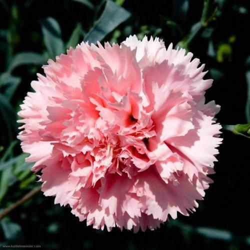 <p>KARANFİL (PEMBE): "Seni unutmayacağım..."</p>