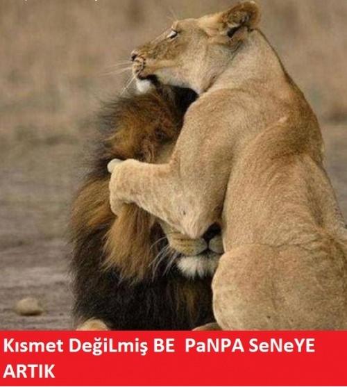 Fenerbahçe'nin 19. şampiyonluğunu ilan etmesinin ardından internet alemi Sarı-Lacivertlilerin şampiyonluk capsleriyle doldu taştı.