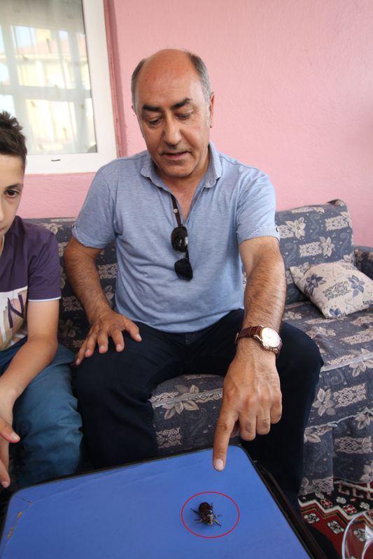 <p> </p>

<p>Kendi ağırlığının yüzlerce katını taşıyabilen bir böcek türü. Biz, bir yönümüzle doğa severiz. İlgilenen üniversiteler olursa iletişime geçmek isteriz. Eğer koruma altında olan bir canlı ise gereği ne ise yapılması lazım. İlgili bilim dalları gelip inceleyebilir. Bir süre bu şekilde korumaya çalışacağız. İlgilenen kimse olmazsa doğal ortamına serbest bırakacağız" dedi.</p>
