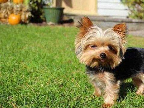 <p><strong>En ilginç rekorlar</strong><br />
<br />
New Jersey'de yaşayan Yorkshire terrier cinsi Lucy, 1.13 kilogramlık ağırlığıyla dünyanın en küçük köpeği.</p>
