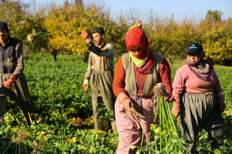 <p>Geyve Ziraat Odası Başkanı Süleyman Pınar, AA muhabirine yaptığı açıklamada, kereviz üretiminin genelde Sakarya kıyılarındaki köylerde yapıldığını, Safibey, Çengel ve Umurbey köylerinde yoğunlaştığını söyledi.</p>
<p> </p>