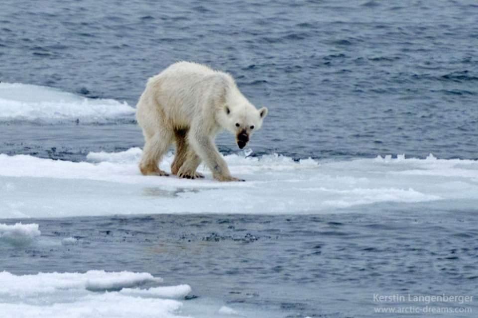 <p><strong>“KÜRESEL ISINMANIN DELİLİ”</strong><br />
“Turistler ve vahşi doğa fotoğrafçıları için Svalbard’a gelmenin ana gerekçesi kutup ayılarını görmektir. İlk bakışta, her şey hep olduğu gibi… Ancak buradaki ayılar gerçekten iyi mi?<br />
Durumu iyi olan ayılar gördüm – ama ölü ve açlıktan ölmek üzere olan kutup ayıları da gördüm. Kıyılarda yürüyen, yemek arayan, geyik avlamaya çalışan, kuş yumurtaları ve yosun yiyen kutup ayıları.”<br />
Langenberger çektiği fotoğrafın “küresel ısınmanın delili” olduğunu söyledi.</p>
