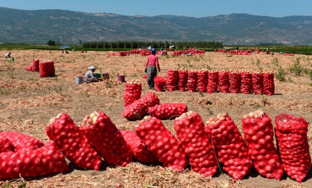 Ramazan'da güneş altında hasat zorluğu