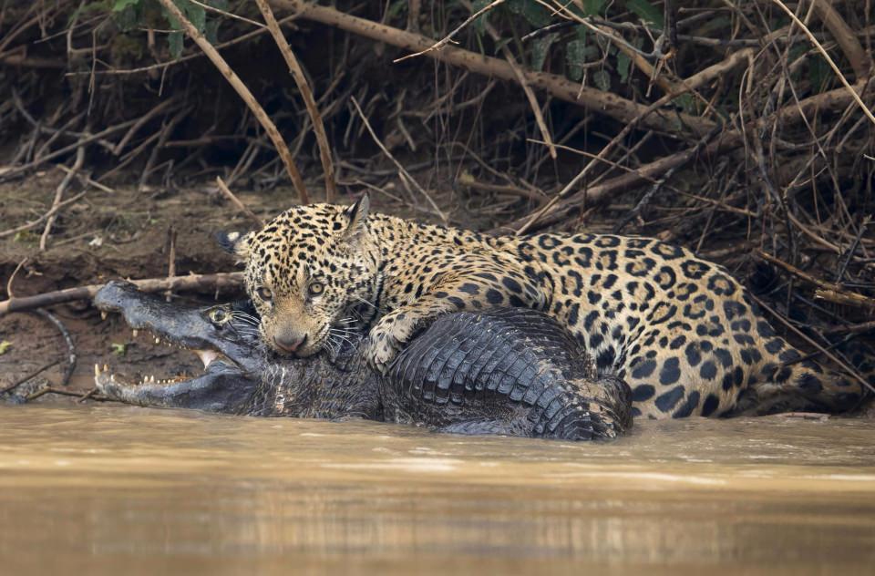 <p>Kafasının iki yanından ısırarak yakaladığı timsahı etkisiz hale getiren jaguar, avını suyun içinden çıkararak karaya taşıyor. </p>

<p> </p>

