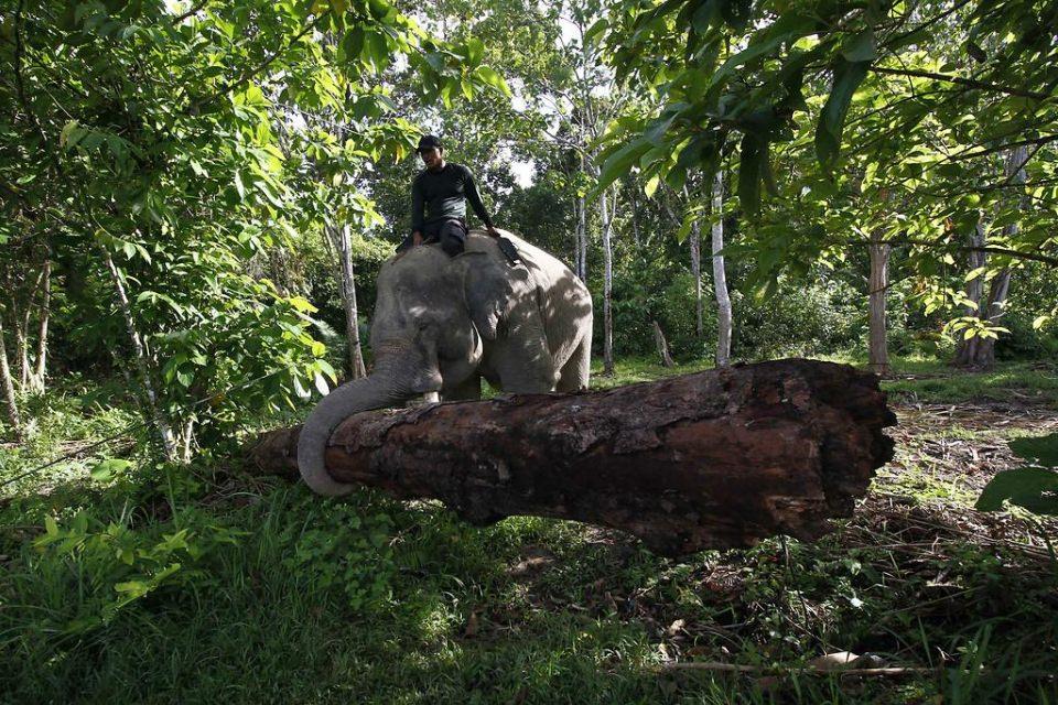 <p>Fotoğrafta Leuser Milli Parkı'nda yaşam alanı ekiplerinin kontrolü altında görülen Sumatra filleri, nehirler, engebeli araziler ve yağmur ormanlarının içlerinde bulunmayı tercih ediyorlar. </p>
