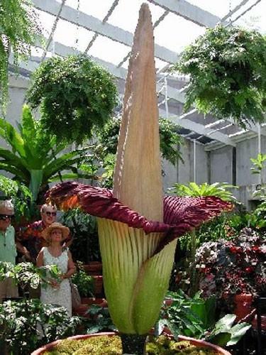  “Ceset çiçeği” olarak da bilinen Titan Arum dünyanın en büyük ama aynı zamanda en kötü kokulu çiçeği olarak nitelendiriliyor.