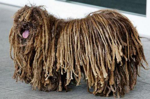 Komondor Köpeği Özellikle geceleri çok dikkatlidir. İtaatkâr ve saygılıdır ancak, kendisine emanet edilen sürüye saldıran kurtlara ve ayılara acımasız davranır.