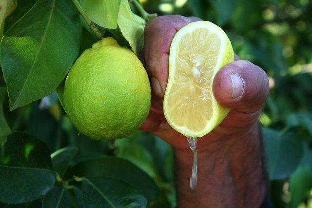 <p>Experimental Biology and Medicine’da yayınlanan bir çalışmaya göre, limon yağı beyin aktivitesini yükseltiyor</p>

<p>Taze limon suyu içerdiği antioksidant ve anti-kanser maddeleri nedeniyle, çeşitli hastalıkların tedavisinde yüzyıllardır kullanılıyor.</p>

