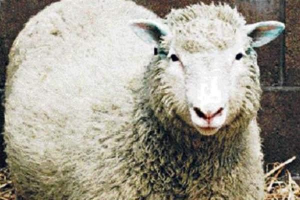 <p><strong>1996: Klonlama</strong></p>
<p>Bilim insanları ilk kez bir memeliyi başarıyla klonlayarak genetik biliminde çığır açtı.</p>