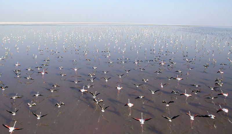 <p>Uçmaya başlayan yavru flamingolar, yetişkin flamingolarla birlikte gölü adeta bir flamingo cennetine dönüştürdü.</p>

<p> </p>

<p>​</p>
