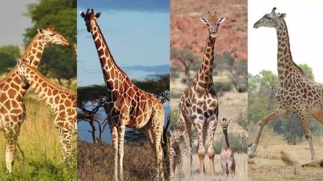 <p>Zürafaların 1 değil, 4 türü olduğu anlaşıldı.</p>
