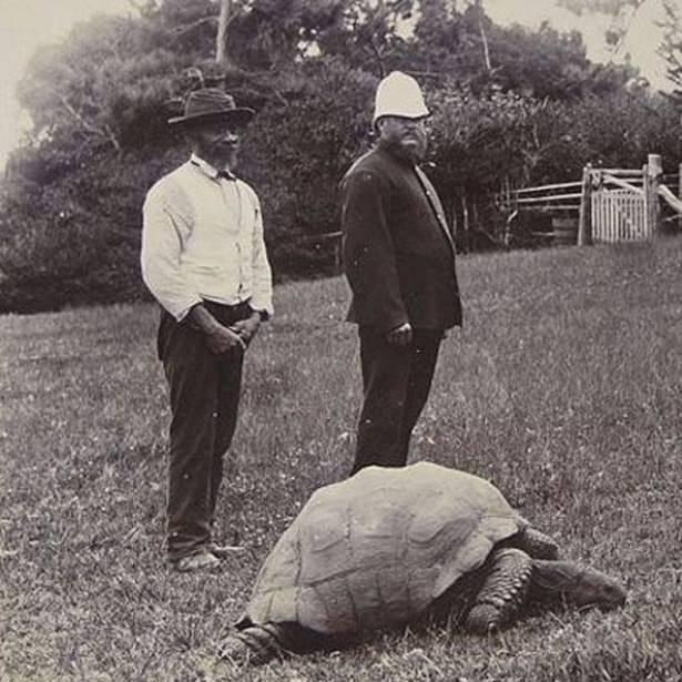 <p>Kaplumbağanın 1900 yılında çekilmiş bir fotoğrafı.</p>
<p> </p>