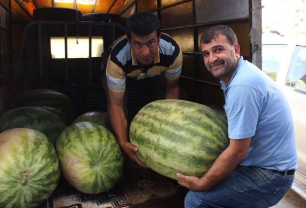 <p>Ge&ccedil;mişte ağırlığı nedeniyle develerle taşınan, kılı&ccedil;larla kesilen karpuzun tanıtımı amacıyla d&uuml;zenlenen festival kapsamında yarışacak karpuzlar &ccedil;ift&ccedil;iler tarafından Diyarbakır Et ve Balık Kurumu'na getiriliyor.</p>
