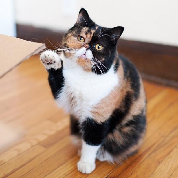 <p>Pudge</p>
