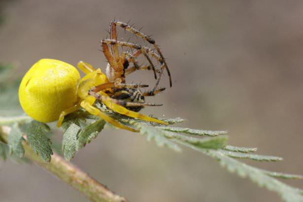 <p>Örümcek uygun bir av bitkiye gelinceye kadar çiçeğin üzerinde günler, hatta haftalarca hareketsiz bekler. Yakalamaya uygun evrimleşmiş ön ayaklarıyla avını yakalar ve kurbanı felç eden bir zehir salgılar avının iç organlarını sıvıya dönüştürerek avını parçalar.</p>
