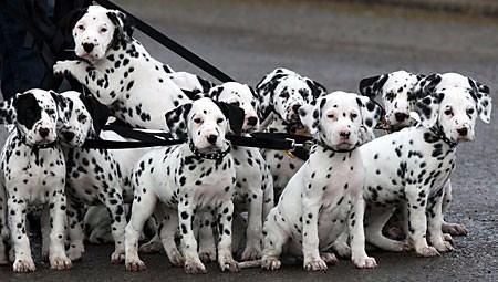 <p>Dalmaçyalılar gut olmayan tek köpek cinsidir.</p>