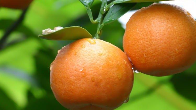 <p>C vitamini deposu olarak bilinen portakalın iltihaplarla savaşarak vücudu zinde tuttuğunu ve posasının da cildinize iyi geldiğini biliyor musunuz?</p>
