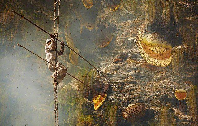<p>Nepal'in yüksek dağlarından olan Nakal Gurung dağının keskin yamaçlarına petek yapan arıların balını almak o kadar da kolay değil...</p>
<p> </p>