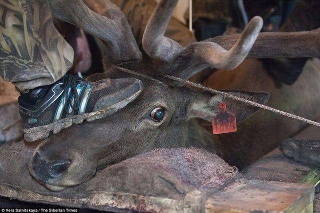 <p>Sibirya'da cinsel gücü artırmak için geyiklere yapılan işkence kan donduruyor. Erkek geyiklerin boynuzları insanların cinsel performansını arttırmak için kesiliyor.</p>

