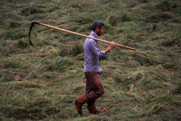 <p>Trabzon'un Vakfıkebir il&ccedil;esinde, otların hayvanların t&uuml;ketmesine uygun olması i&ccedil;in modern tarım aletleri yerine eski usul aletleri kullanan vatandaşlar kışın hazırlığını şimdiden yapıyor.&nbsp;</p>

