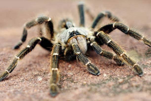 <p>ÖRÜMCEK - Kadınların örümcekgillerden erkeklere oranla 4 kat fazla korktuğu tespit edilmiştir. Evolution and Human Behavior adlı gazetede yayınlanan bir araştırmaya göre Pittsburg’daki Carnegie Mellon Üniversitesi’nden David Rakison, 11 aylık bir kız çocuğunun örümcek ve yılan figürlerini korku dolu yüz ifadeleri ile ilişkilendirmeyi hemen öğrendiğini ama erkek çocukların bunu yapmadığını keşfetti. Evrimsel perspektiften bakıldığında, mantıklı geliyor çünkü kadınlar yiyecek toplarken bu türlerle daha sık karşılaşıyordu diyor Rakison. Ve çığlık faktörü de anne ve bebeği güvende tutmak için geçerli yöntemdi. Maço erkekler, diğer yandan, avlanırken kimi riskleri göze almak zorundaydı, bu yüzden örümcek görünce korkuya kapılmaları çok faydalı olmayacaktı.</p>