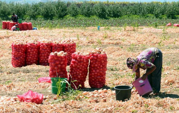 Ramazan'da güneş altında hasat zorluğu