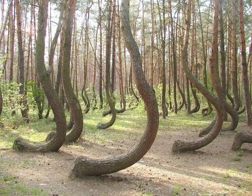<p>Dünyanın her yerinden çok ilginç yerlere ait fotoğraflar... Bu ağaçlar Polonya yakınlarındaki bir ormanda büyüyorlar. Özellikleri ise henüz nedeni bilinmeyen eğrilikleri.</p>
