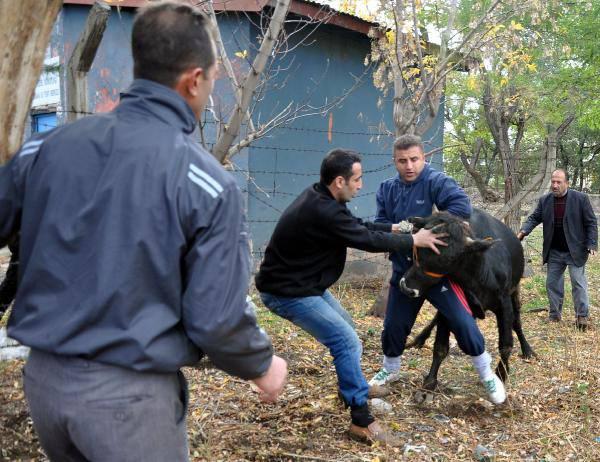 Erzurum'da sahiplerinin elinden kaçan iki büyükbaş kurbanlık, ortalığı birbirine kattı ve 1'i kadın 5 kişiyi yaraladı.