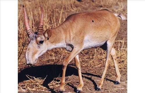 <p>Saiga (Bozkır Antilobu)</p>