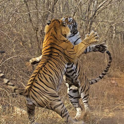 <p>Hindistan’ın kuzeybatısında bulunan Rajasthan eyaletindeki Ranthambhore doğal yaşam parkı sıra dışı bir kavgaya sahne oldu. Avını kaptırmak istemeyen dişi beklenmedik bir hamleyle erkek kaplana saldırdı. O sırada parkta bulunan vahşi yaşam fotoğrafçısı Dhritiman Mukherjee bu ölümcül kavgayı kare kare görüntüledi.</p>