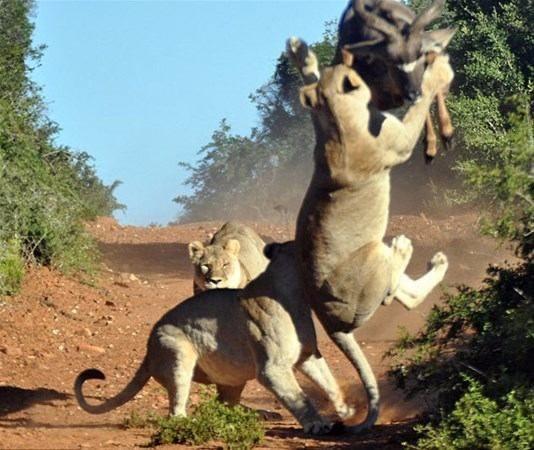 <p>Ancak savunmasız olduklarını düşündükleri avı, üç aslanla karşılaştığında bir anda neredeyse iki metre yükseğe sıçrayap kendisini bekleyen avcıların pençelerinin arasından ve üzerinden geçmeyi başarıyor.</p>
<ul>
</ul>