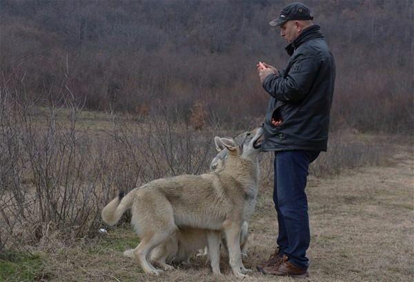 <p>İsmaili, insanların kurtların dilini anlaması gerektiğini söyleyerek,  "Çocuk, sevgi ile farklı büyür. Kurt da sevgi ile farklı büyür ve gerçek bir dost  olur. Oysaki biz insanlar, onların bizi anlamalarını bekliyoruz. Daha zeki  olmamıza rağmen onların bizi anlamasını bekliyoruz." dedi.<br />
 </p>
