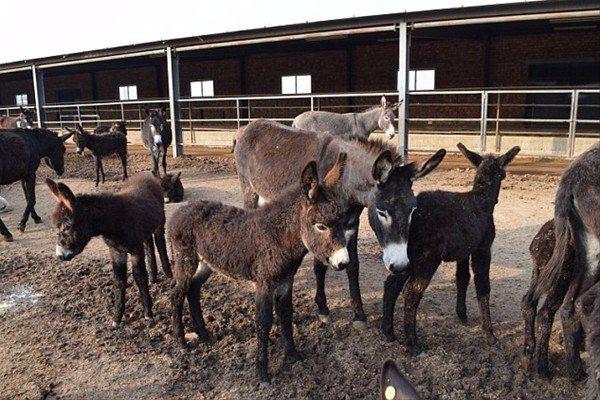 <p>Gençlik serumu ve kozmetik üretimi için eşekleri öldüren ve özel sıvıyı kullanan şirkete tarihi ceza verileceği belirtildi.</p>