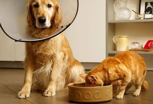 <p>Her canlının doğumundan ölumüne kadar kalp atıs sayısı aşagi yukari aynidır.(İnsan, kedi, köpek vs)</p>

<p> </p>
